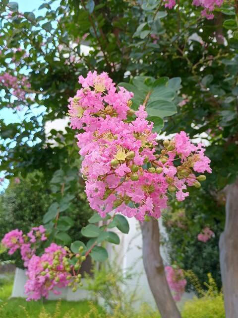 f:id:aroma-olive:20250727105649j:image