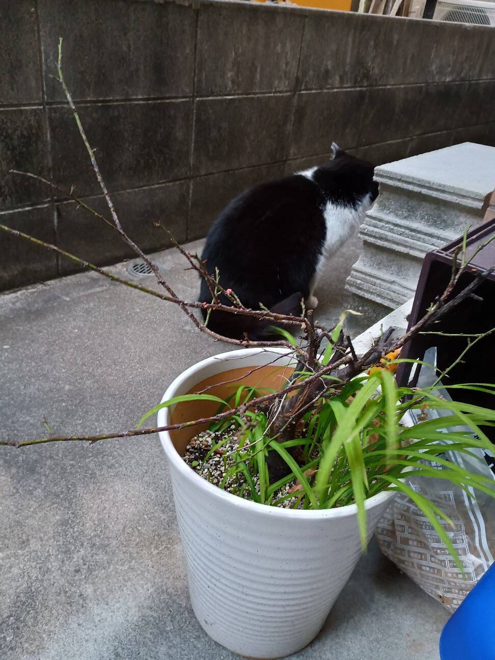 f:id:aroma-olive:20260125155006j:image