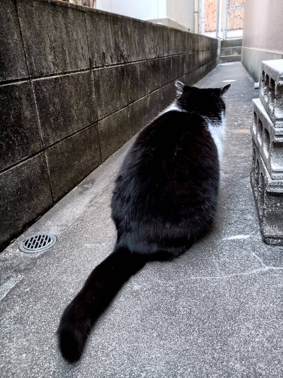 f:id:aroma-olive:20260125155103j:image
