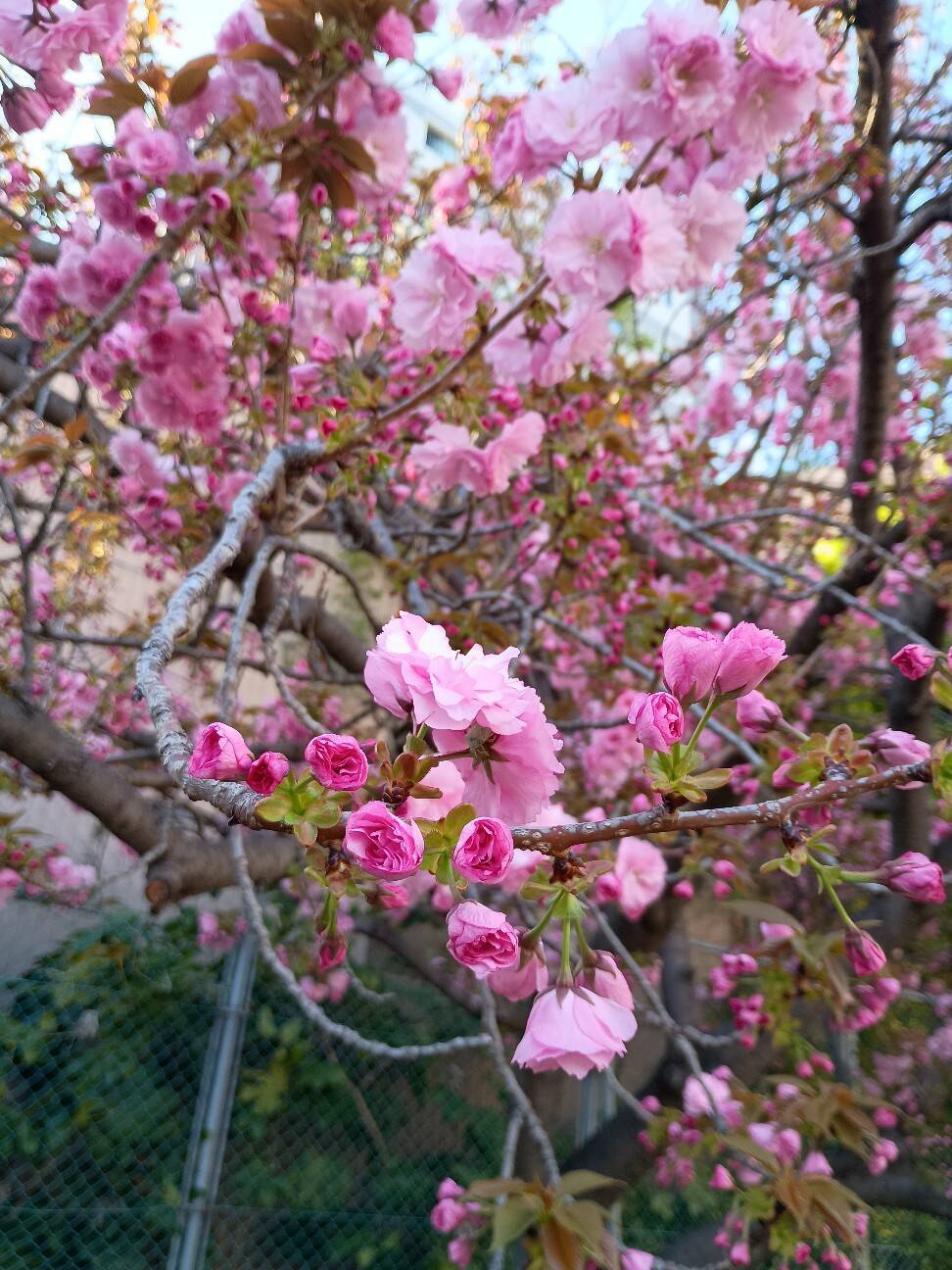 f:id:aroma-olive:20260413123318j:image