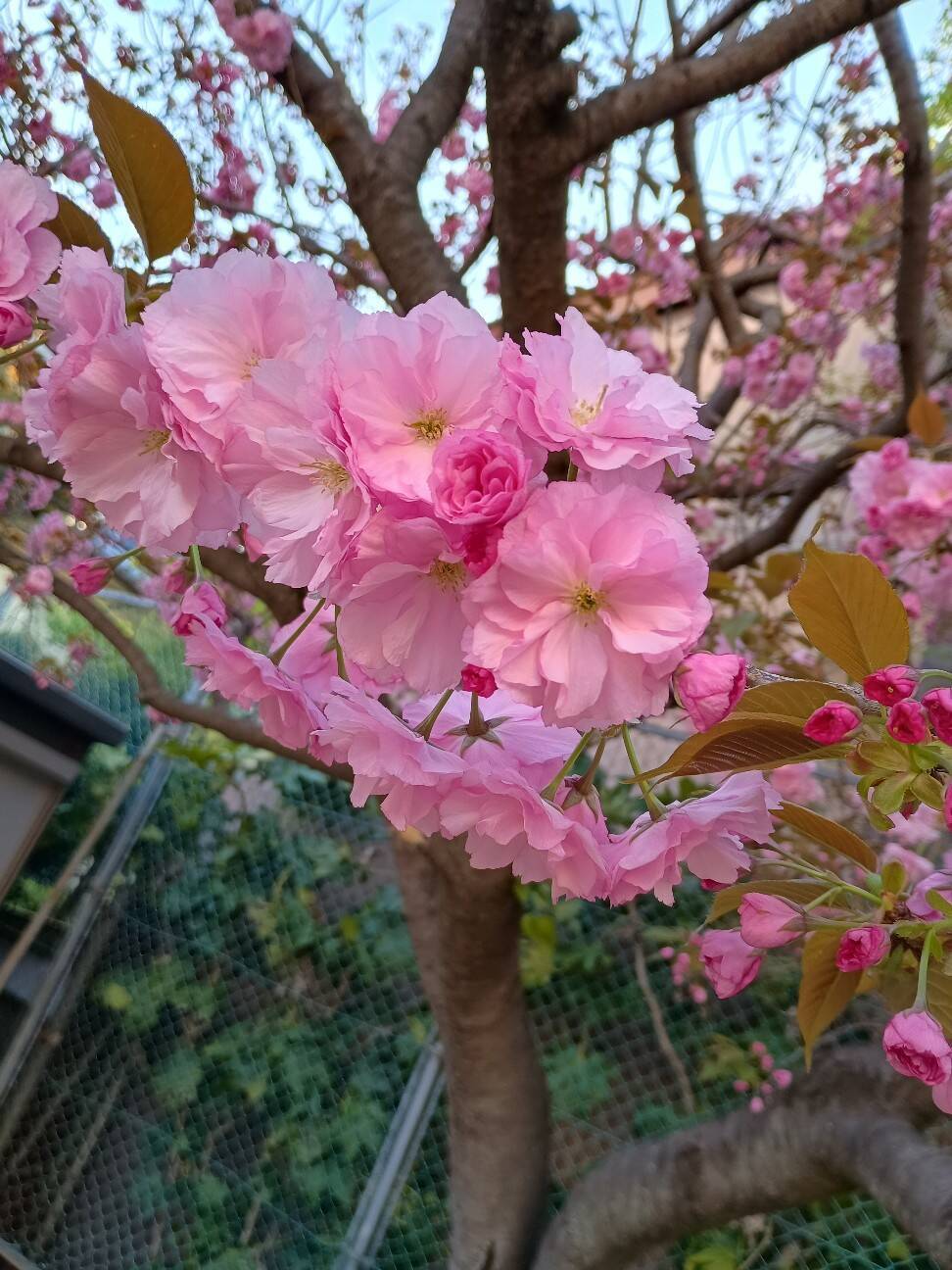 f:id:aroma-olive:20260413123757j:image