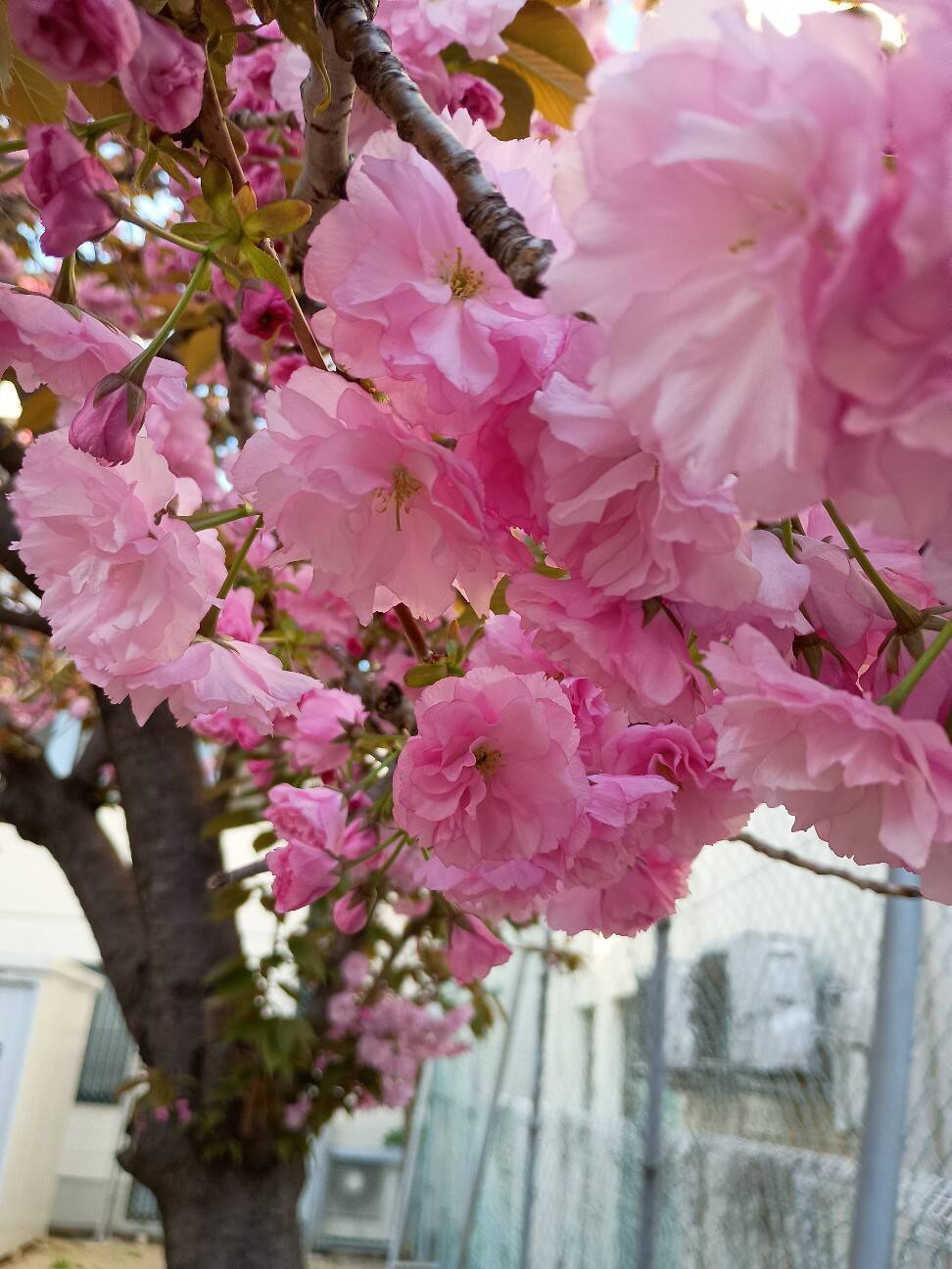 f:id:aroma-olive:20260413123758j:image