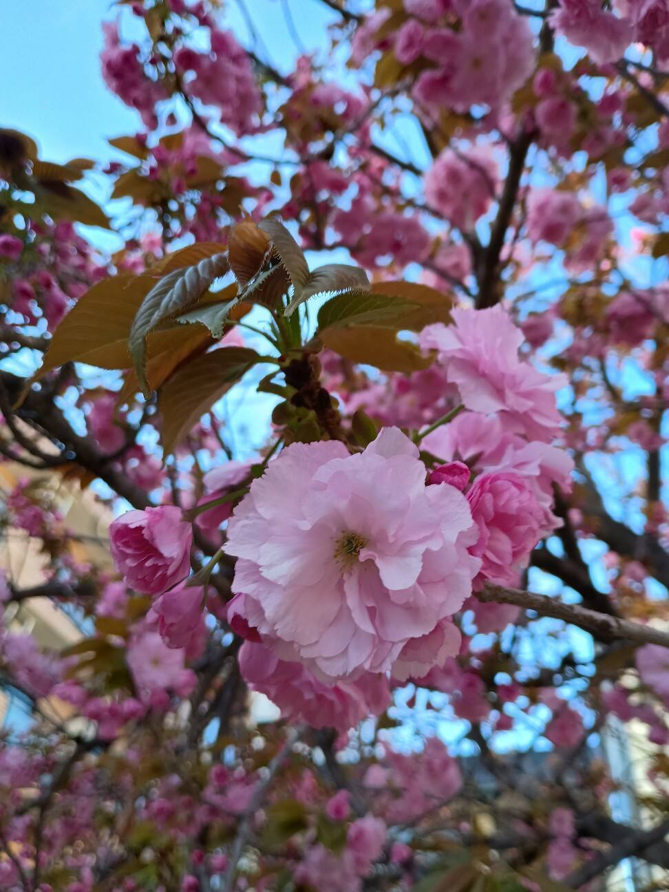 f:id:aroma-olive:20260413123809j:image
