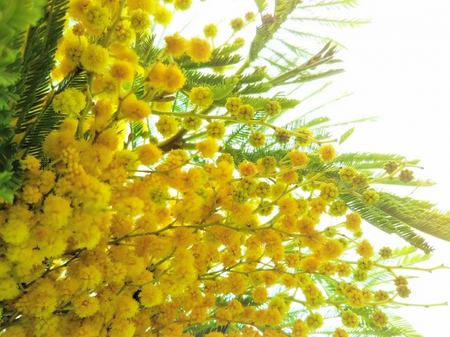 f:id:aromacarework:20200217151703p:plain