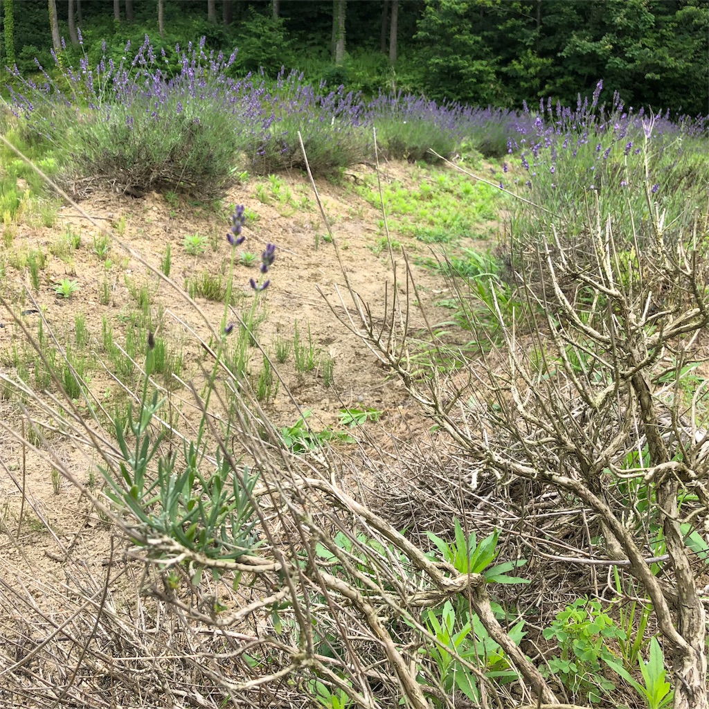 f:id:aromaicca:20180704150918j:image