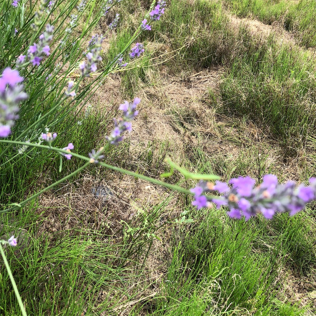 f:id:aromaicca:20180704151024j:image