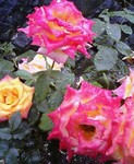 f:id:aron:20060612010432j:image:h200