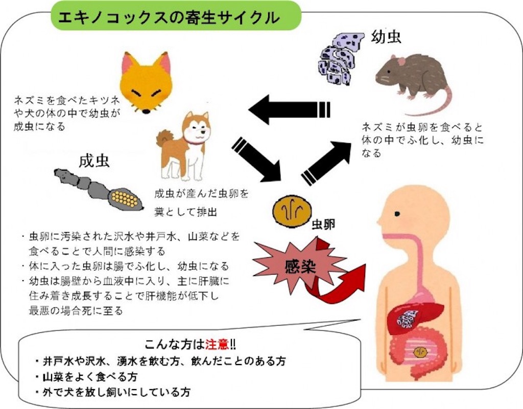 f:id:arou141:20190316085159j:image