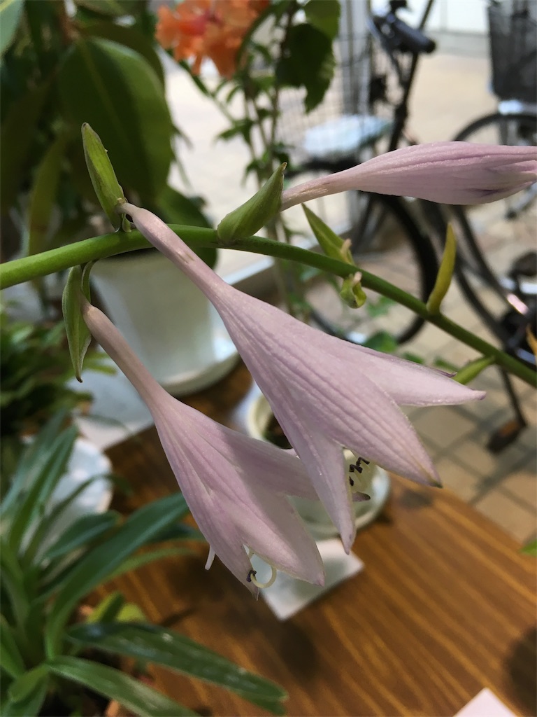 f:id:arou141:20190317111003j:image