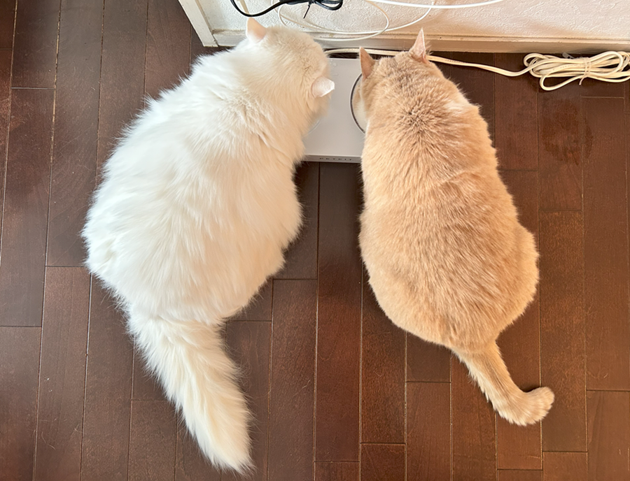 並んでご飯を食べている猫2匹、長毛種の白猫と短毛種のクリームを上から俯瞰するように撮影した画像