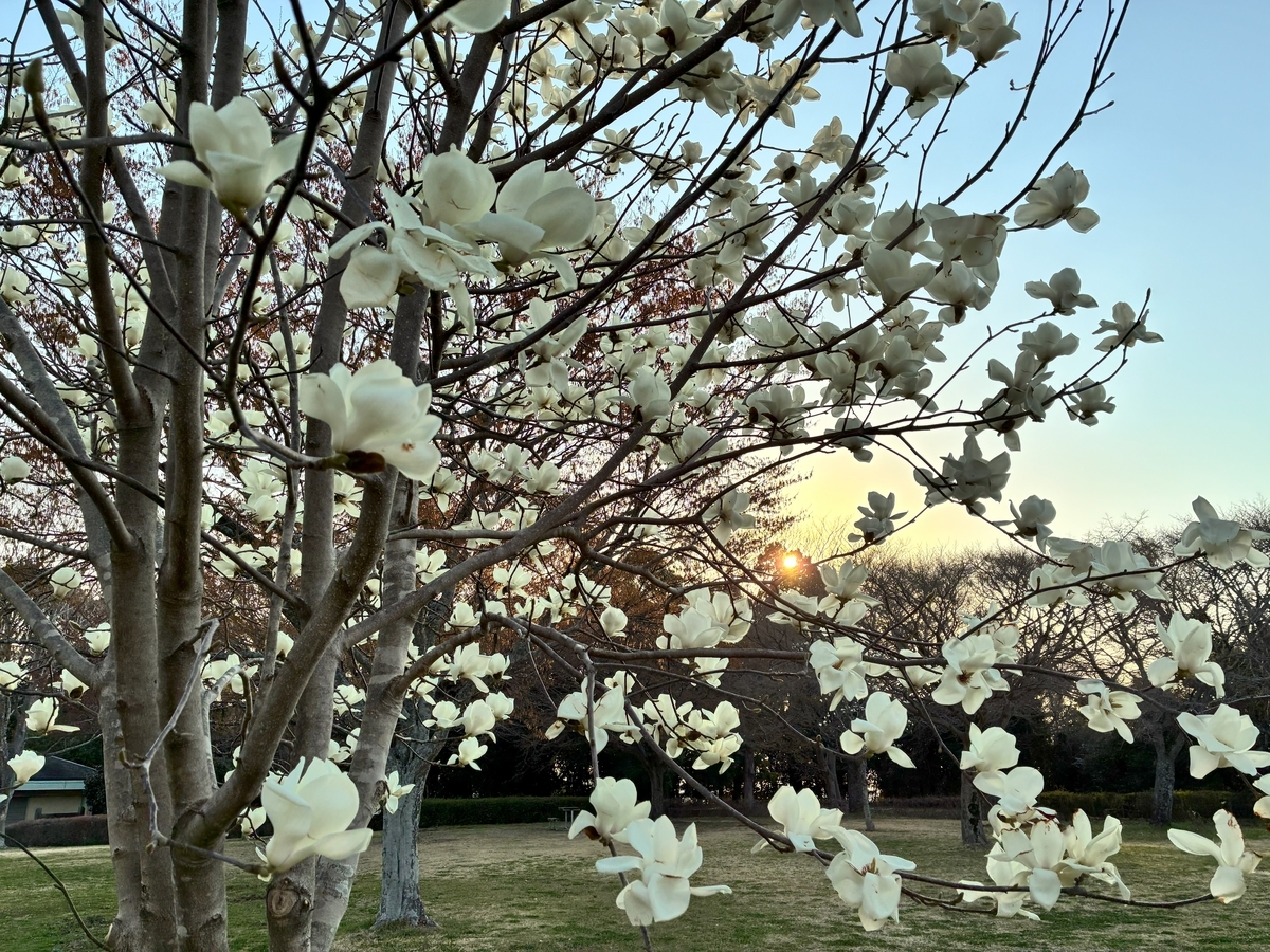 朝日に照らされる満開の白木蓮の木