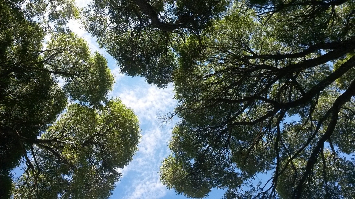 森林の中で木々の隙間から青空がのぞく様子を下から見上げるように映したイメージ画像