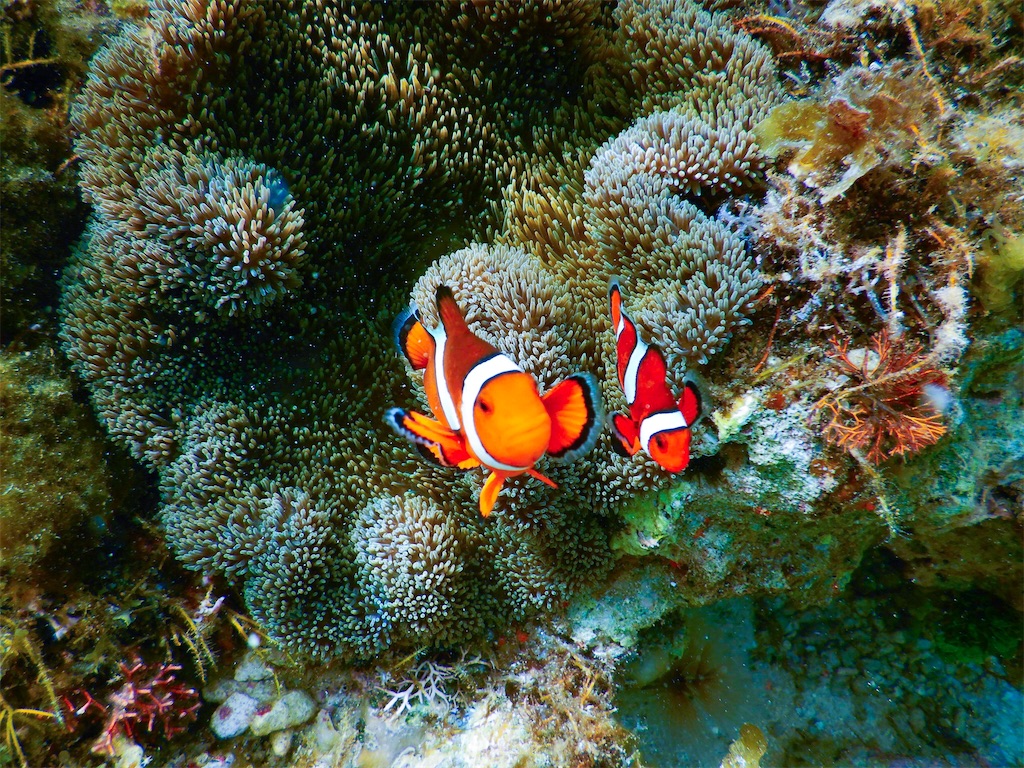 f:id:aroundranai:20200215094416j:image シキホール島No1のリゾートホテルのスイートから眺める絶景の海
