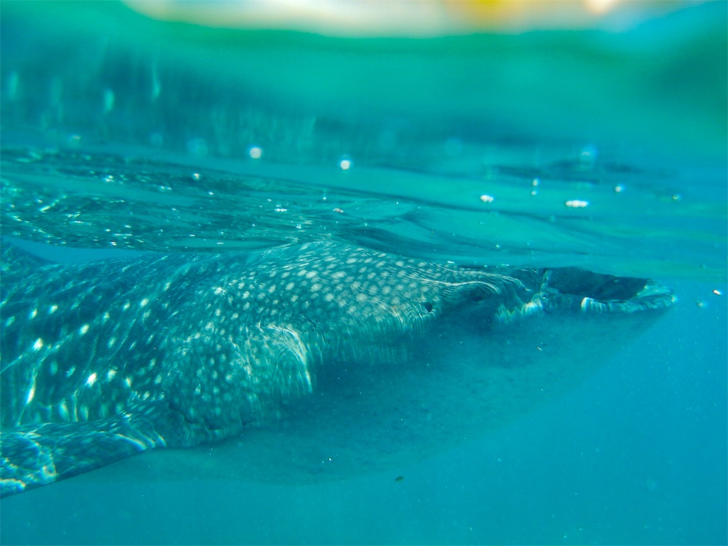 oslob-whaleshark