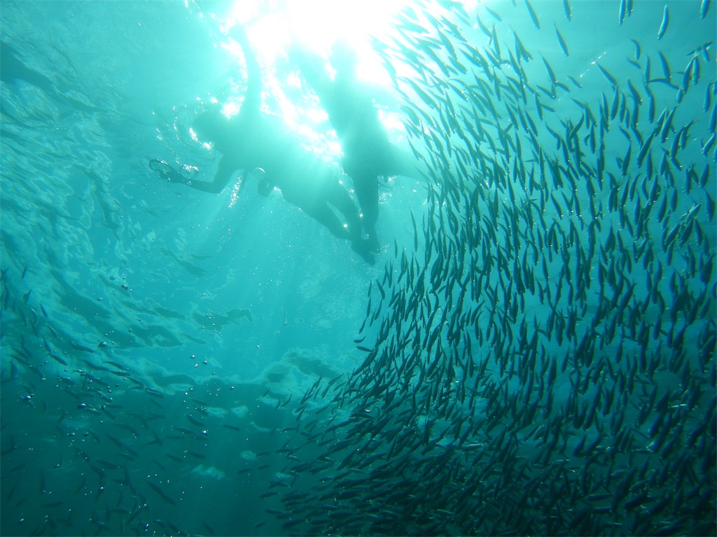 f:id:aroundranai:20200305230840j:image moalboal-snorkeling-sardine