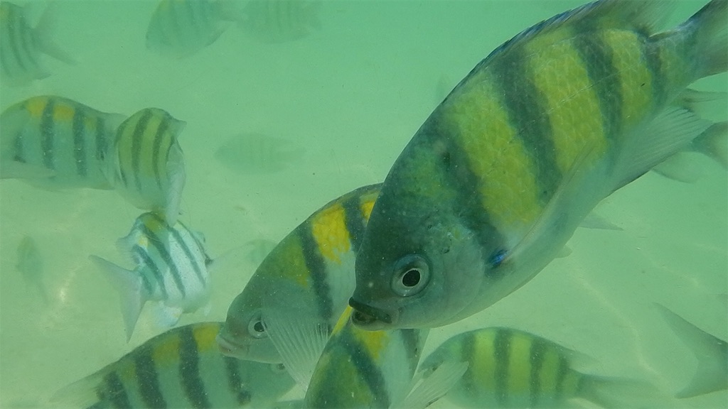f:id:aroundranai:20200315191700j:image プーケットピピ島のシュノーケリング写真” width=