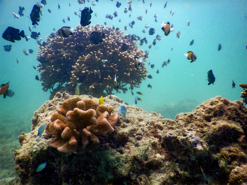 f:id:aroundranai:20200329164827j:image たくさんも熱帯魚がサンゴ礁の周りを泳いでいる写真