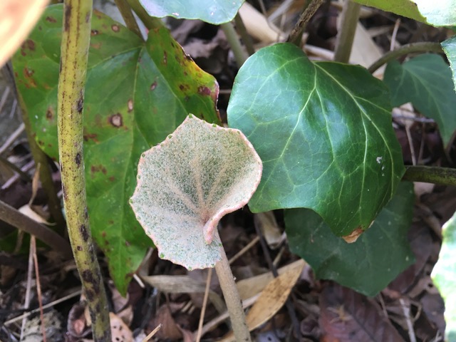 f:id:aroy12:20210318171321j:plain