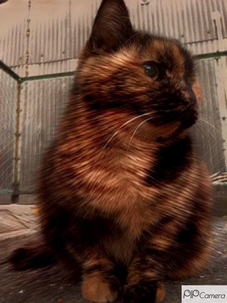 f:id:arpksoda:20170130161834j:plain f:id:arpksoda:20170130161834j:plain