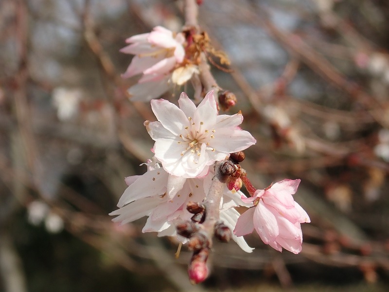 神戸須磨離宮公園 十月桜 晴歩雨描