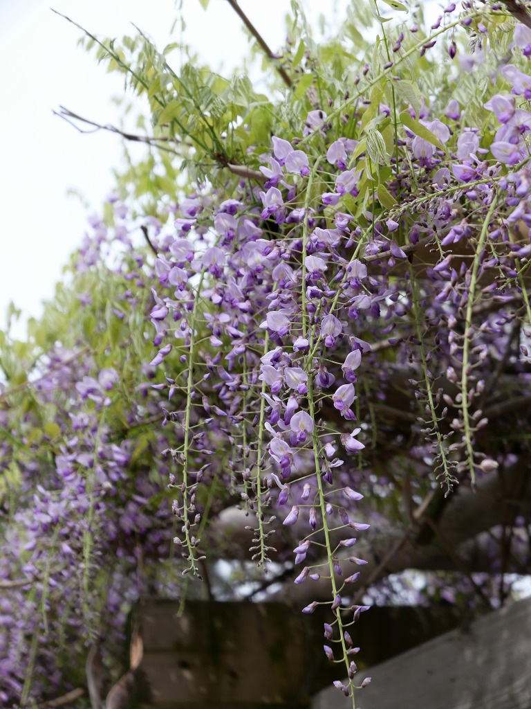 奈良公園飛火野散策 野生の藤が迫力満点 With Lumix Dc Lx100m2 晴歩雨描 奈良公園飛火野散策 野生の藤が迫力満点 With Lumix Dc Lx100m2 晴歩雨描
