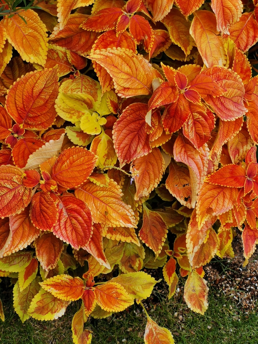 f:id:art2nd:20190929222758j:plain f:id:art2nd:20190929222758j:plain