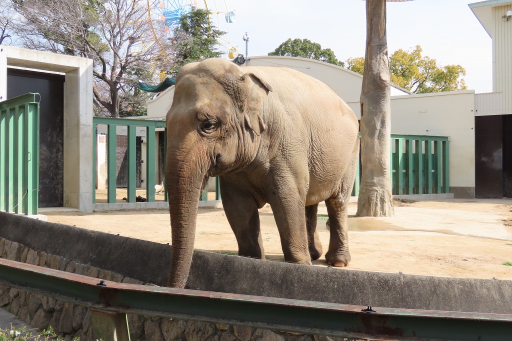 神戸王子動物園 無料開放 屋内施設は閉鎖 晴歩雨描 神戸王子動物園 無料開放 屋内施設は閉鎖 晴歩雨描