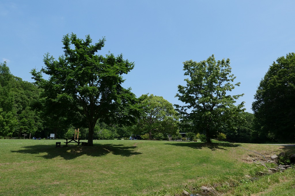 兵庫県立三木山森林公園。野鳥、ホオジロ、シジュウカラ、ホオジロ