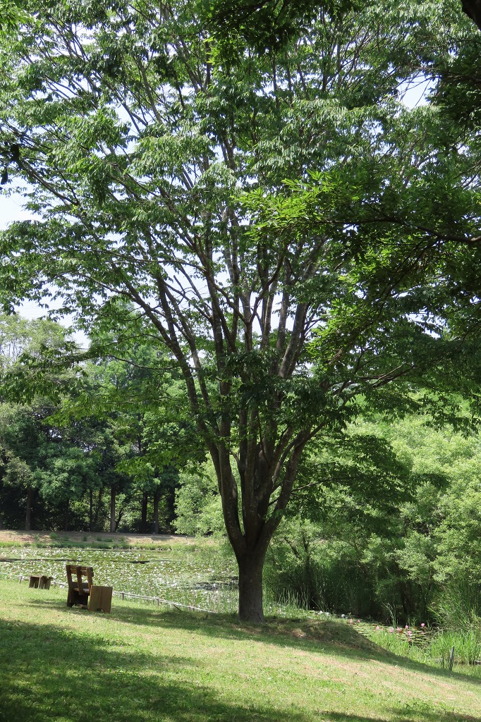 兵庫県立三木山森林公園。野鳥、ホオジロ、シジュウカラ、ホオジロ