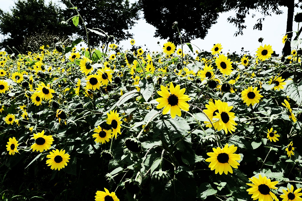 f:id:art2nd:20200809154327j:plain f:id:art2nd:20200809154327j:plain
