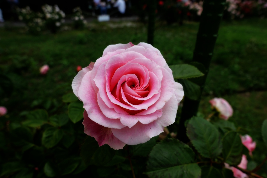 f:id:art2nd:20200816140655j:plain f:id:art2nd:20200816140655j:plain
