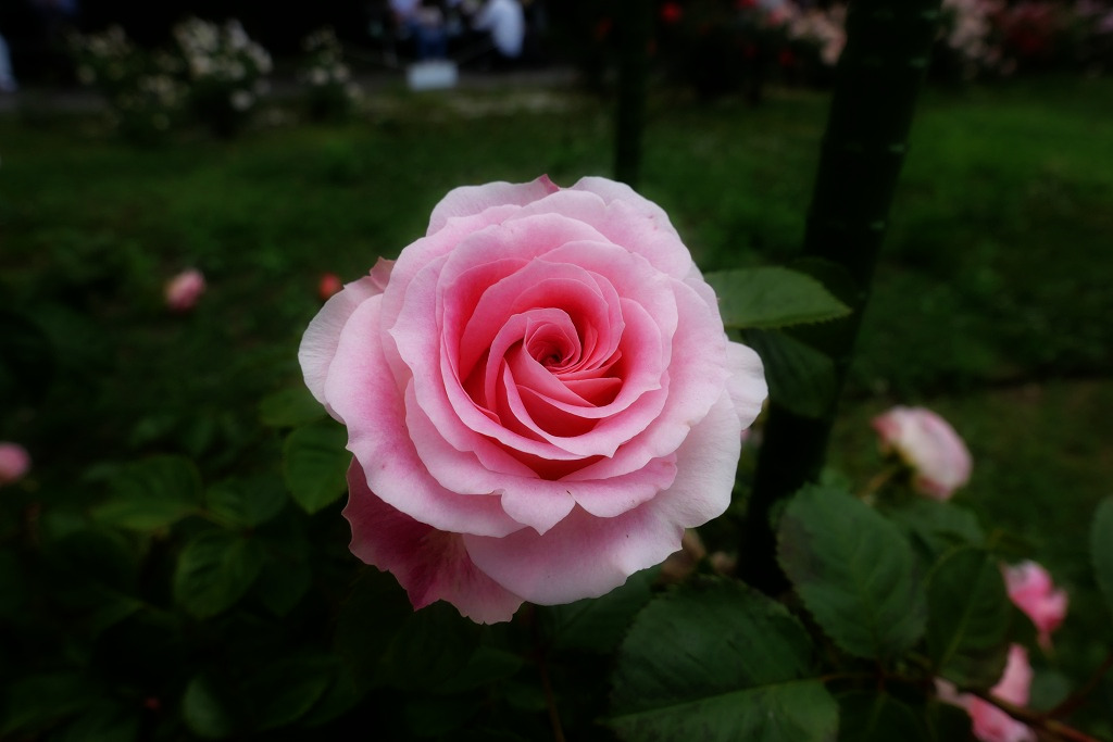 f:id:art2nd:20200816142657j:plain f:id:art2nd:20200816142657j:plain