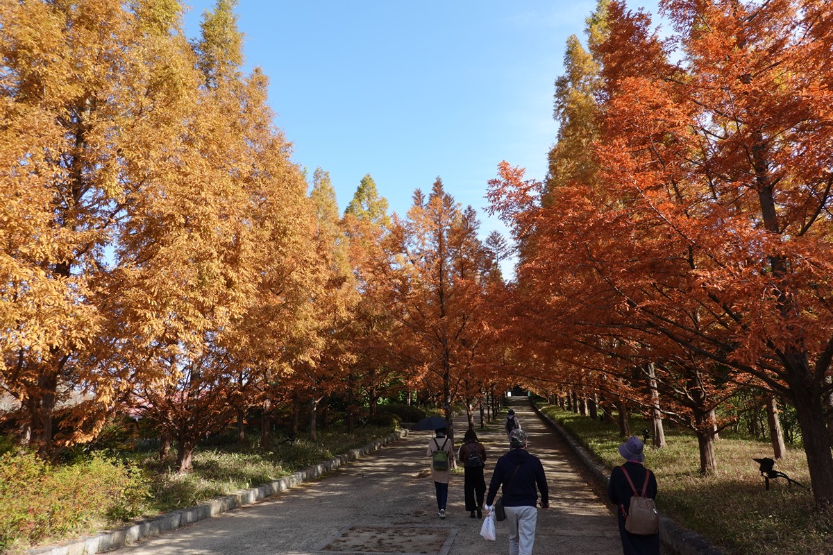 神戸森林植物園 秋 もみじ紅葉見頃 ホオジロ 晴歩雨描 神戸森林植物園 秋 もみじ紅葉見頃 ホオジロ 晴歩雨描