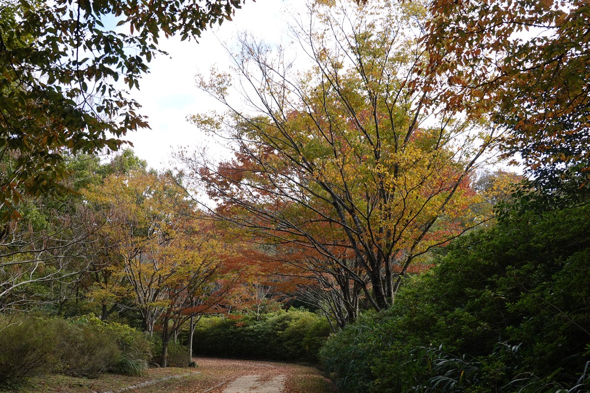 神戸森林植物園 秋 もみじ紅葉見頃 ホオジロ 晴歩雨描