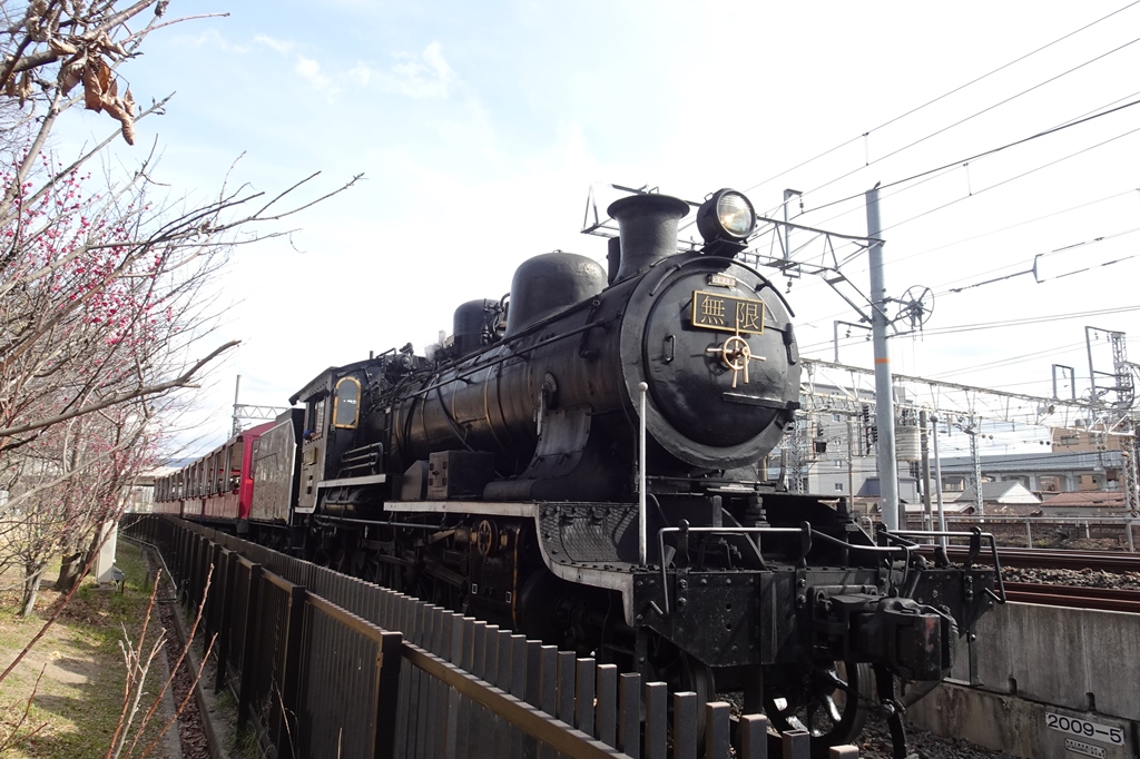 京都）梅小路公園の梅見ごろ。SL「無限列車」。 - 晴歩雨描