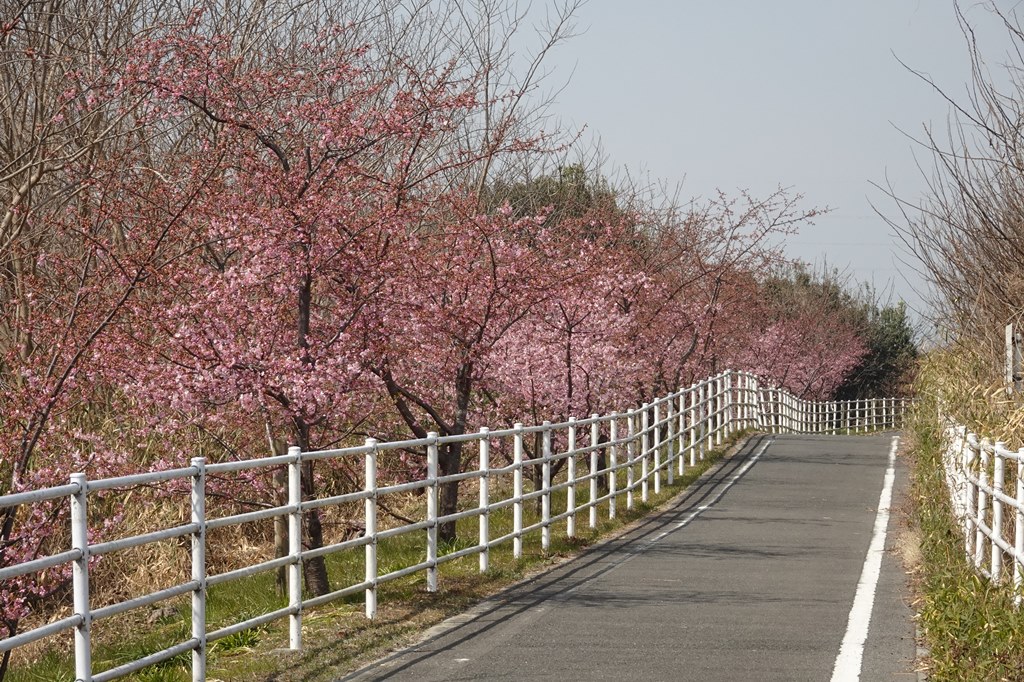 大阪府枚方市 穂谷川の河津桜は三分咲き 山田池公園の梅は見頃 マンサク ロウバイ 晴歩雨描