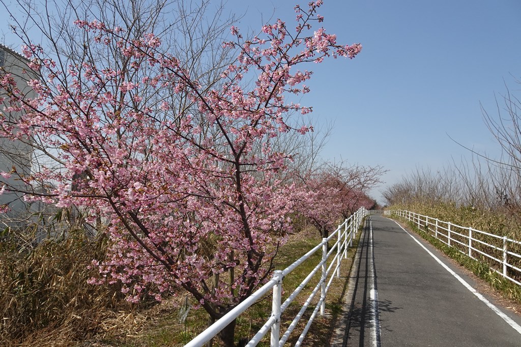 大阪府枚方市 穂谷川の河津桜は三分咲き 山田池公園の梅は見頃 マンサク ロウバイ 晴歩雨描