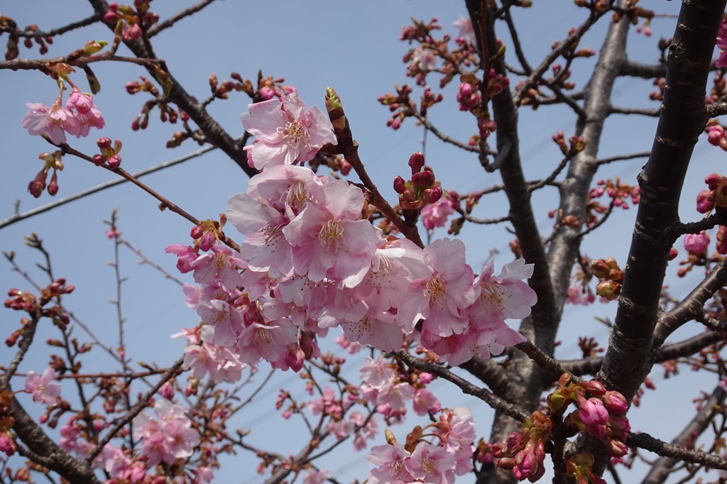 大阪府枚方市 穂谷川の河津桜は三分咲き 山田池公園の梅は見頃 マンサク ロウバイ 晴歩雨描