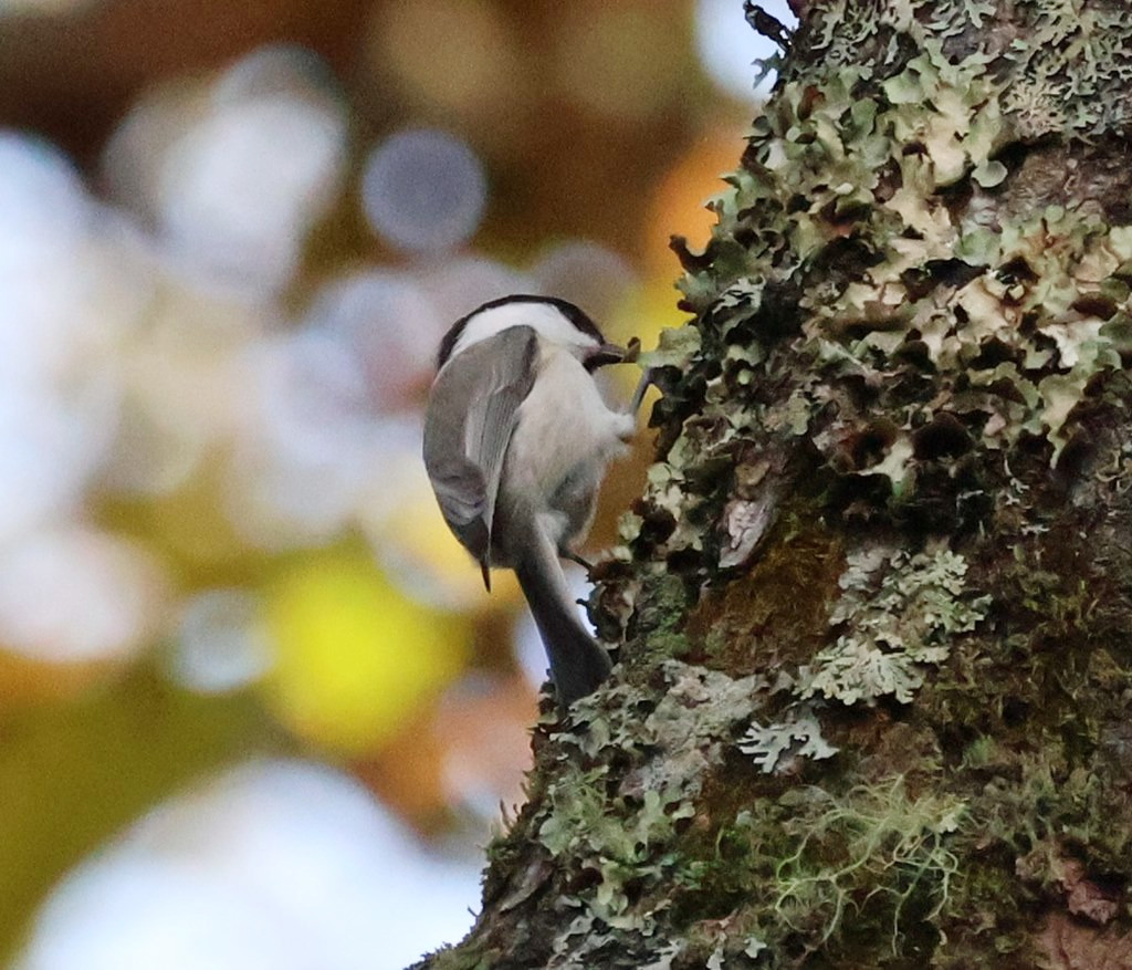 長野）戸隠森林植物園3日目（朝）。キバシリ、ゴジュウカラ（虫）、カケス（実）、コガラ、ヒガラ、シジュウカラ、ヤマガラ、エナガ。 - 晴歩雨描
