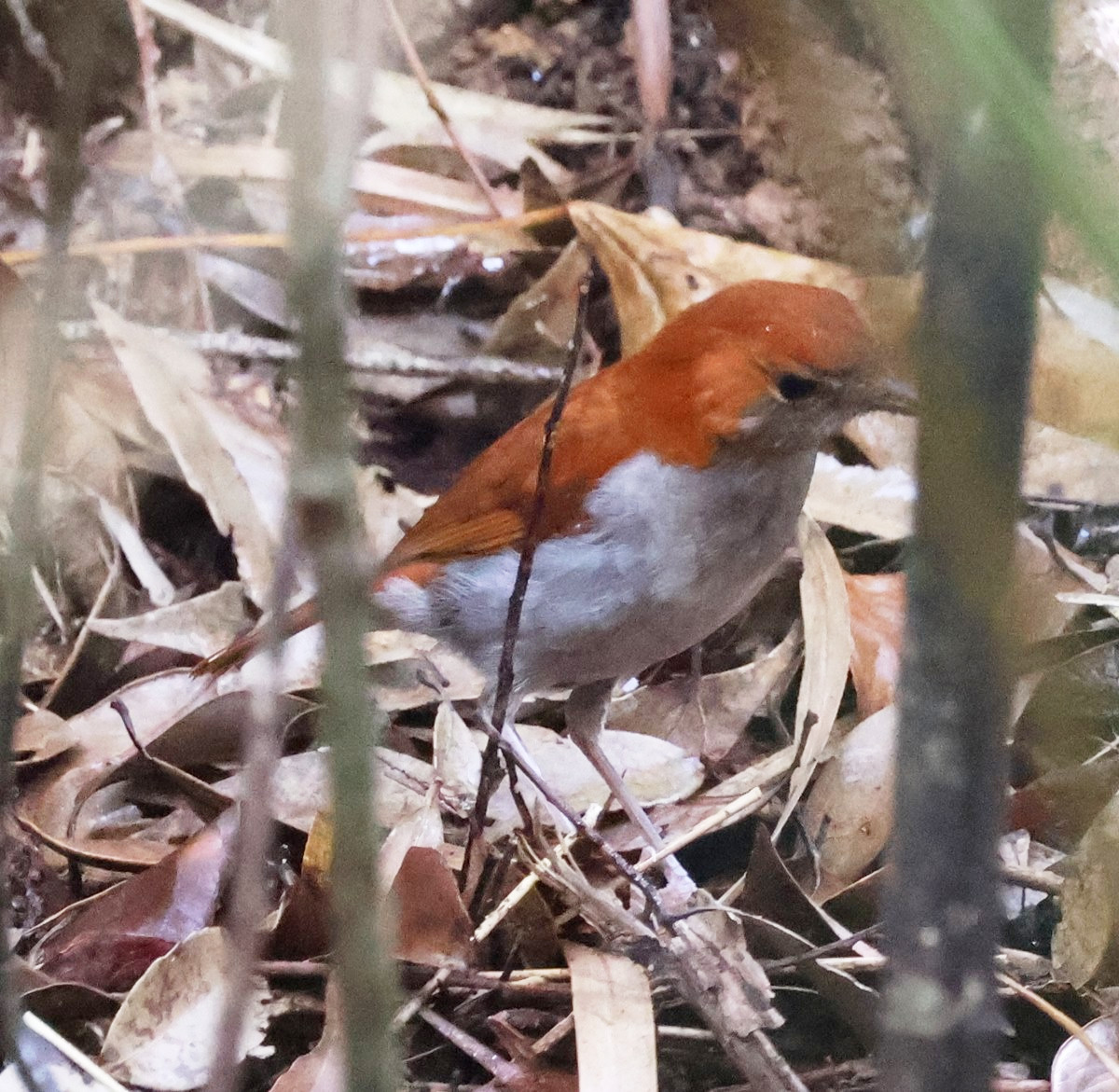 沖縄国頭村）やんばる学びの森。亜種ホントウアカヒゲ（メス、オス