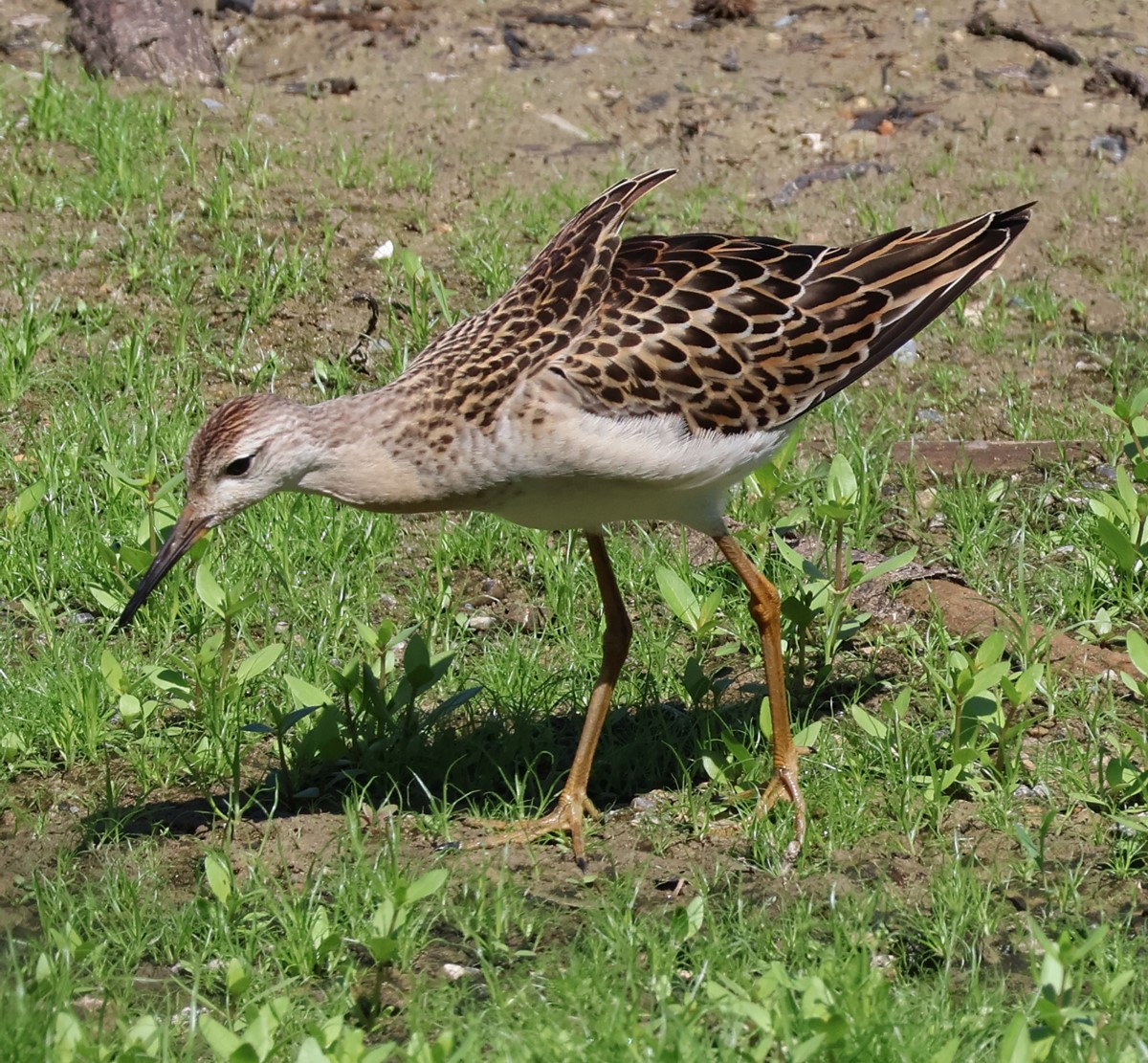 兵庫県東播磨:稲美町)加古大池。エリマキシギ、ソリハシシギ、トウネン、セイタカシギ、イカルチドリ、コサメビタキ、コゲラ、ヤマガラ、シジュウカラ ...