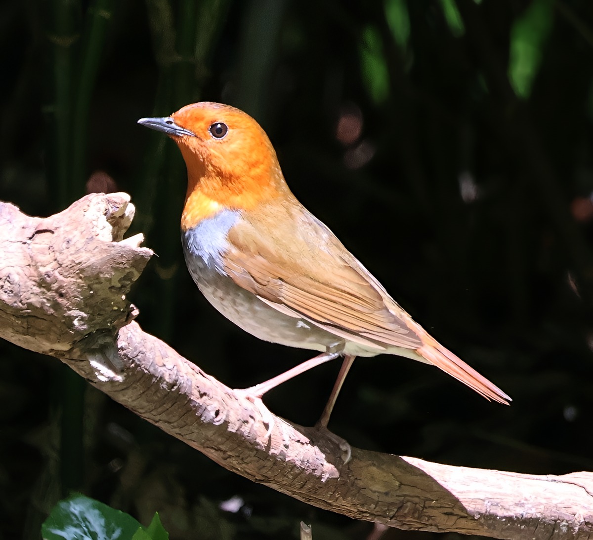 大阪城公園。コマドリ、オオルリ、イカル。八重桜、見ごろ。 - 晴歩雨描
