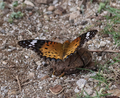 20260425085349