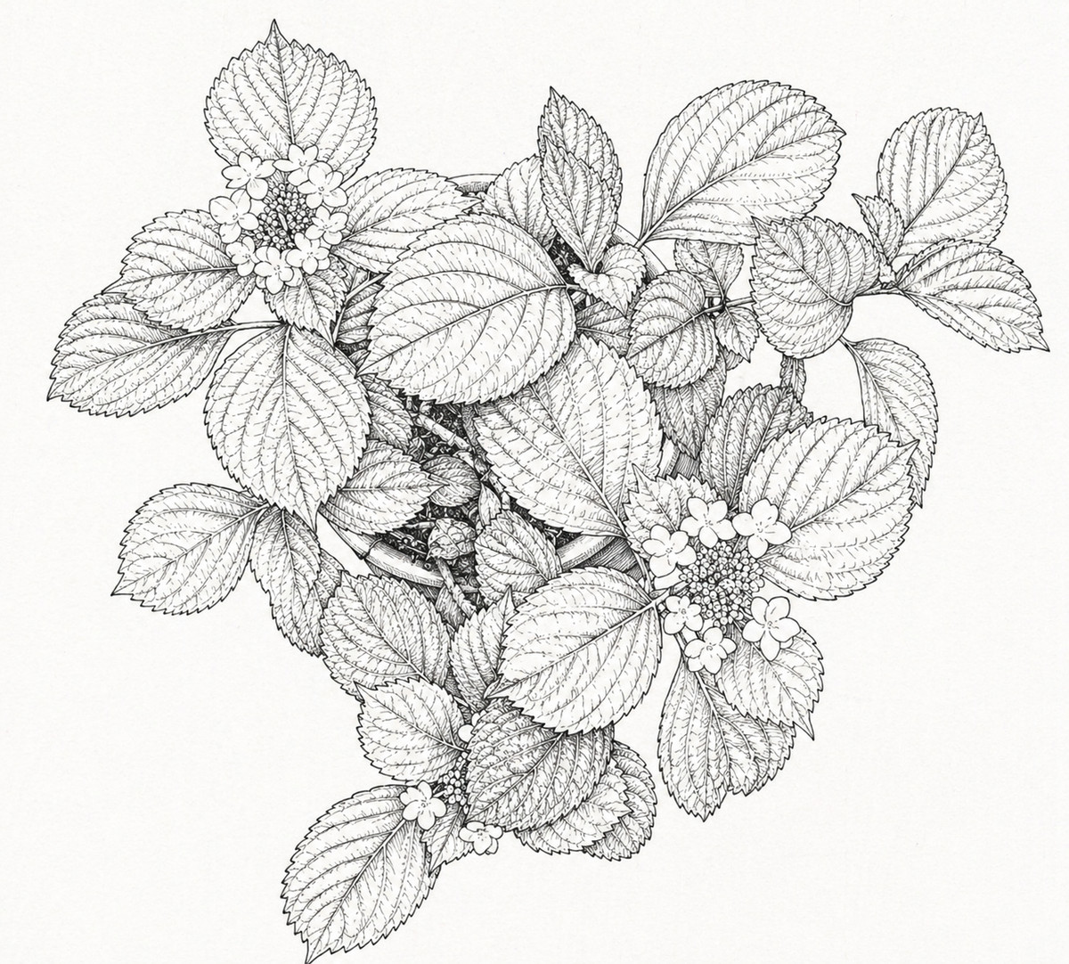 鉢植えのあじさいの花を写真に撮って、画像生成AI「ChatGPT Images 2.0