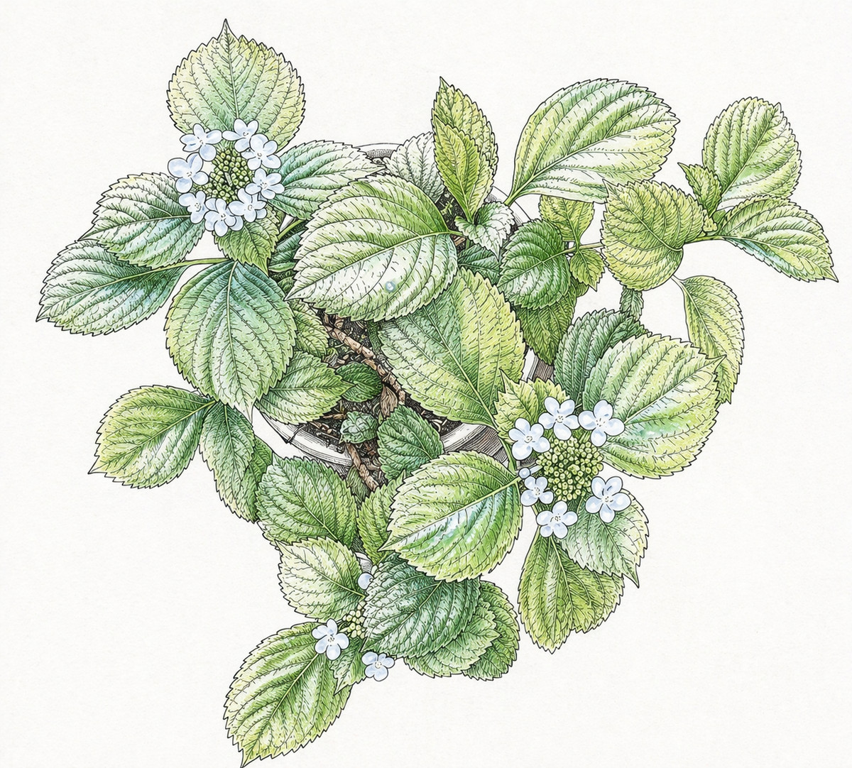 鉢植えのあじさいの花を写真に撮って、画像生成AI「ChatGPT Images 2.0