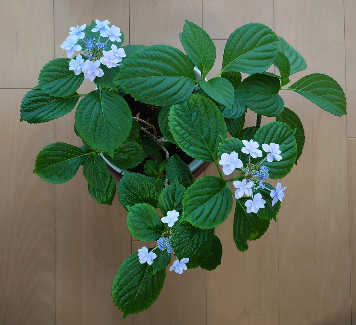 鉢植えのあじさいの花を写真に撮って、画像生成AI「ChatGPT Images 2.0
