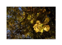 f:id:artfoods:20071029114252j:image