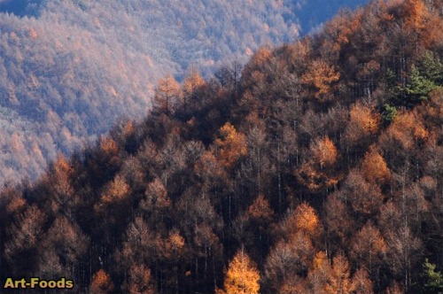 f:id:artfoods:20071118135627j:image