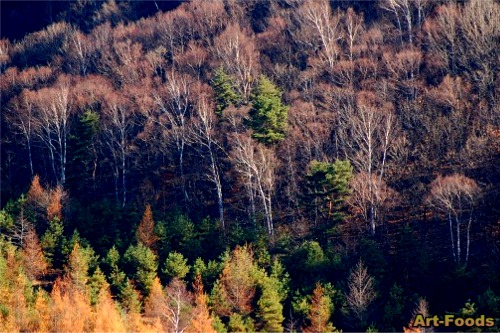 f:id:artfoods:20071118135646j:image