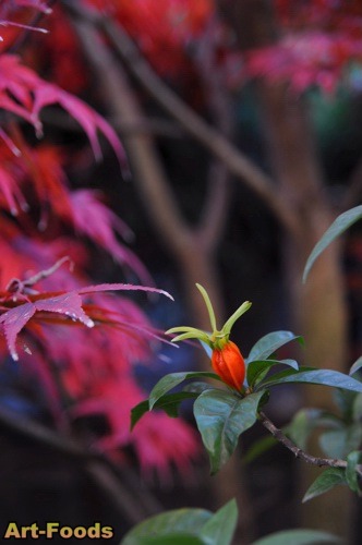 f:id:artfoods:20071205170246j:image:right